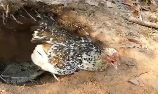 野鸡的公母有什么明显的外部特征如何识别公母 野鸡母鸡怎么叫